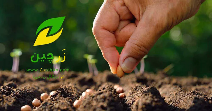 کشت و صنعت زرچین