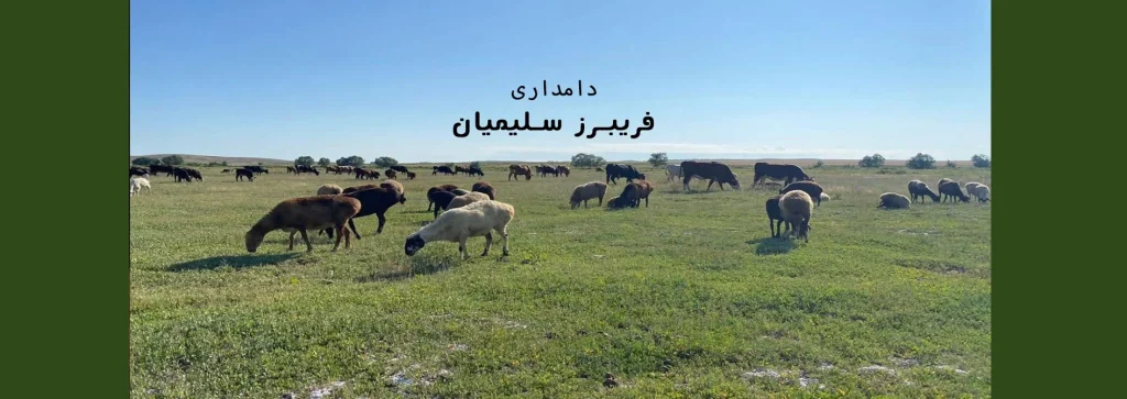 دامداری فریبرز سلیمیان