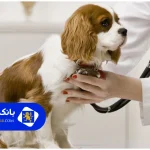 ۲۰سوال پرتکرار که قبل از مراجعه به بهترین کلینیک دامپزشکی در تهران باید بررسی کنید