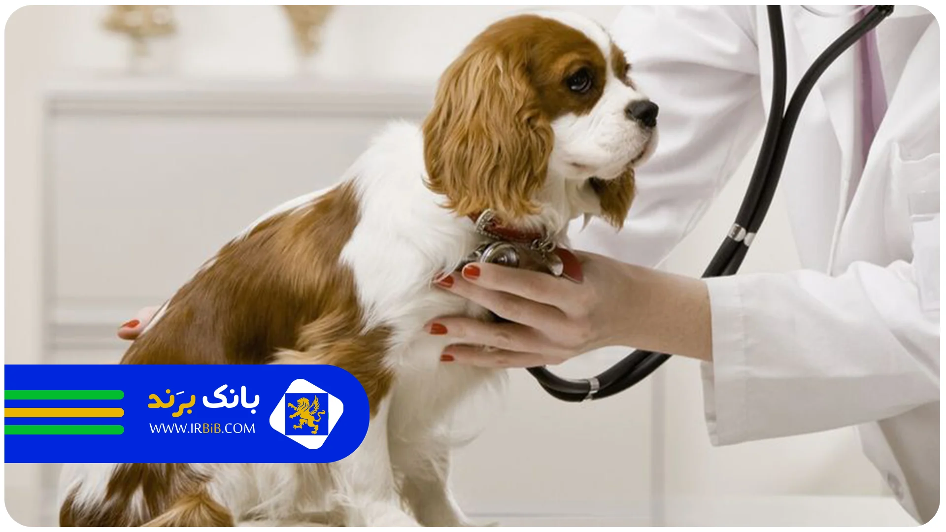 faq-best-veterinary-clinic-in-tehran